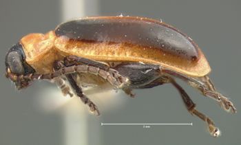 Media type: image; Entomology 18824   Aspect: habitus lateral view